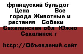 француский бульдог › Цена ­ 40 000 - Все города Животные и растения » Собаки   . Сахалинская обл.,Южно-Сахалинск г.